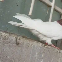 ماده کله ای درجه یک پرشتی