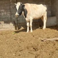 گاوشیری آبستن|حیوانات مزرعه|زابل, |دیوار