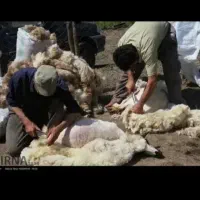 سلام برینه گوسفند