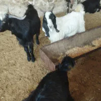 پلوار فروشی