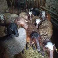 گوسفندنر قربانی وکشتار