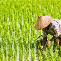 مشاوره کشاورزی/ خدافظی با علف هرز و آفات|گل و گیاه طبیعی|تربت‌حیدریه, میدان مرکزی|دیوار