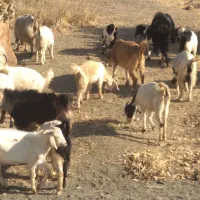 بزو بز غاله|حیوانات مزرعه|خرمآباد, |دیوار