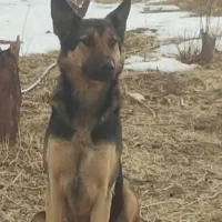 این حیوان دو روزه پیش گم شده