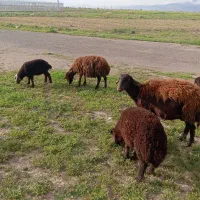 ۴ تا میش با بره میش سرخ