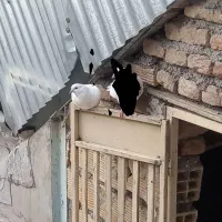 جوجه  گم شده