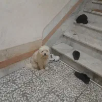 سگ شیتزو|سگ|رشت, پل تالشان|دیوار