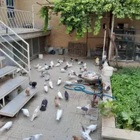 کبوتر تزئینی و پرشی|پرنده|سمنان, |دیوار