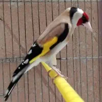 سهره قناری و سهره دهندار و جفتی