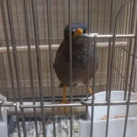 جوجه مینا