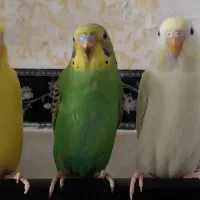 مرغ عشق اصل  خوش رنگ