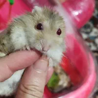 همستر سوری همراه با جزیره|موش و خرگوش|تهران, خاک سفید|دیوار