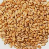 گندم پیشگام