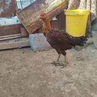 جوجه لاری اصیل|حیوانات مزرعه|خسروشاه, |دیوار