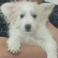 واگذاری سگ بازی گوش