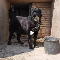 واگذاری قدرجونی ماده و نـ ر