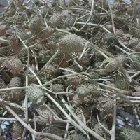 بذرگیاه باستانی تاتوره|حراج|آشخانه, |دیوار