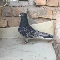 کبوتر سرور کاکل نر مست