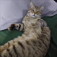 واگذاری گربه