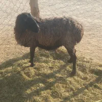 ۲ تا گوسفند چاق و چله|حیوانات مزرعه|ریگ ملک, |دیوار