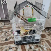 قفس پرنده