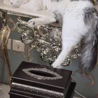 گربه نر و ماده|گربه|مشهد, فتح المبین|دیوار