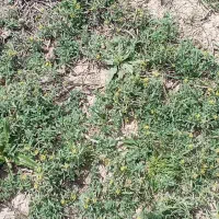 20عدد پرس اوت