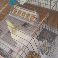 لوتینو ماده تخم هرز گذاشته|پرنده|فومن, |دیوار