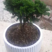 گل و گیاه