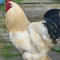خروس برهما