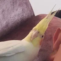 عروس هلندی گم شده|پرنده|کاشان, لتحر|دیوار