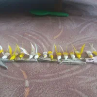 کلکسیس|مجسمه، تندیس، ماکت|مشهد, شهرک شیرین|دیوار