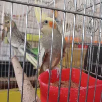 عروس هلندی گلباقالی ،مرواریدی،ابلغ|پرنده|همدان, |دیوار