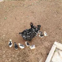 جوجه مرغ و خروس گلین اصل|حیوانات مزرعه|شیراز, شهرک گلستان|دیوار