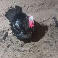 بوقلمون محلی