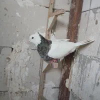 کفتر|پرنده|مشهد, کارمندان دوم|دیوار