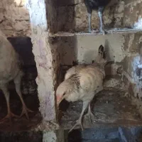 مرغ لاری و دورگ|حیوانات مزرعه|رامیان, |دیوار