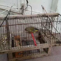 پرنده|حیوانات|کرج, احدآباد|دیوار