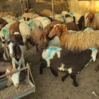 بره قربانی