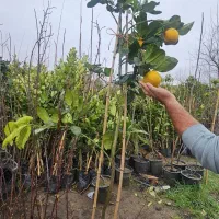 جشنواره   ۲تا بخر   ۳تا ببر