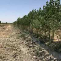 تهران-گلدسته-زمین-کشاورزی-صنعتی-سند-ششدانگ