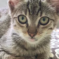 واگذاری بچه گربه ماده dsh