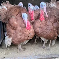 بوقلمون بوربون (قه لی سور)