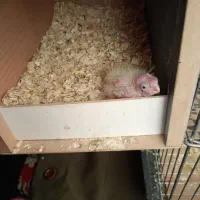 فروش عروس هلندی مولد|پرنده|تهران, شهرک رضویه|دیوار