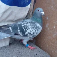 کبوتر معاوضه با لوطی