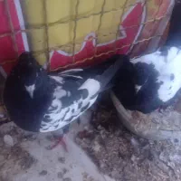 کبوتر سینه ای|پرنده|مهریز, |دیوار