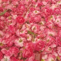گل محمدی