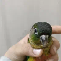 گیرینچیک دستی