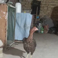 لاری|حیوانات مزرعه|مشهد, همت آباد|دیوار