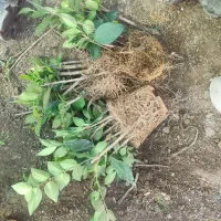استخدام